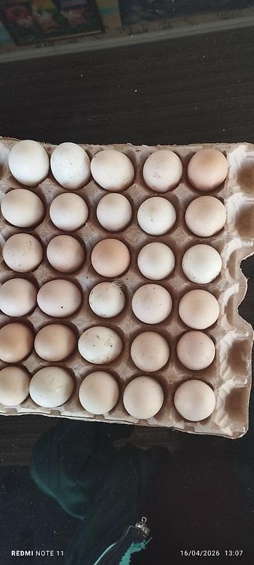 Məhsul: Təbii toyuq yumurtası Təsvir: - Kənd təsərrüfatı şəraitində