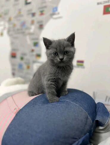 pişik üçün sumka: Şinşilla, Erkək, Dişi — 1