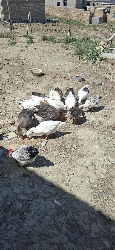 Heyvanlar: Qazlar satilir bu ilkidir,yeke analar 35 azn 4kq yaxin et — 1