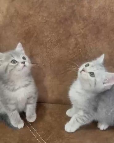 Şinşilla, Erkək, Yaxşı əllərə, Ünvandan götürmə, Ödənişli çatdırılma