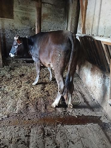 mal bazarı: Ətlik kök dişi dana.Ünvan:Berde rayon — 2