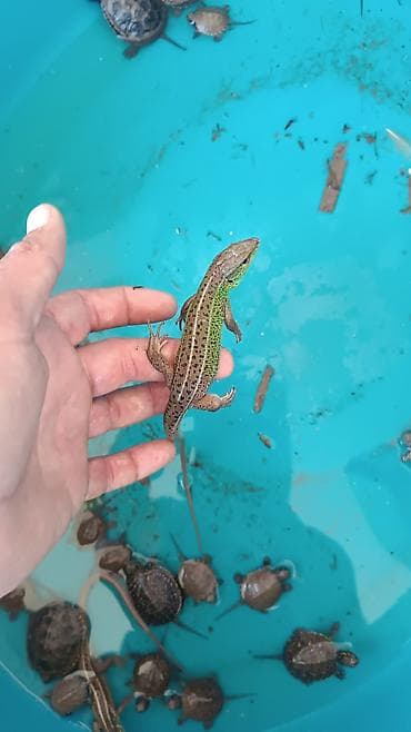 Su terrariumu üçün balaca sürünənlər paketi Məhsul təsviri: - Balaca