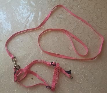 Pisiyler ucun oseynik lalafo.az -da Pisiyler ucun oseynik