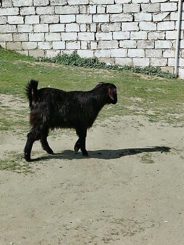 beyləqan sortu qoyun və quzuları: Dişi, Hələb, il: 1, Damazlıq — 8