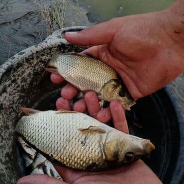 oskar balığı: Sülhsevər, Ödənişli çatdırılma — 2