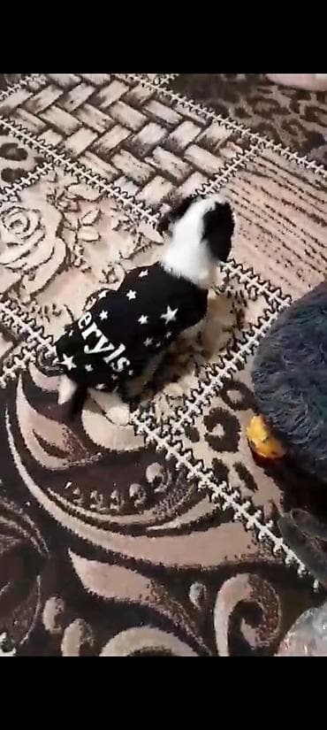 gta 5 disk pc: IPhone 13, Qara, Face ID — 5