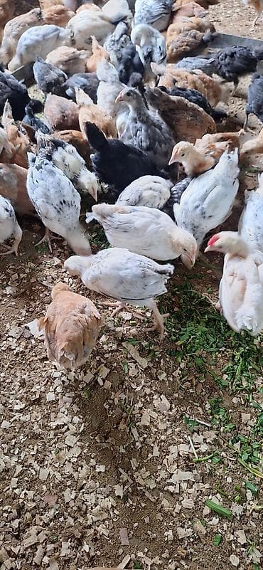 cücə qiyməti: Toyuq cücələri, Damazlıq — 2