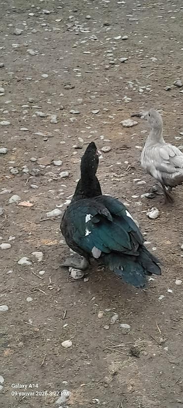 lal ördək balası: Dişi, | Lal ördək, Damazlıq — 5