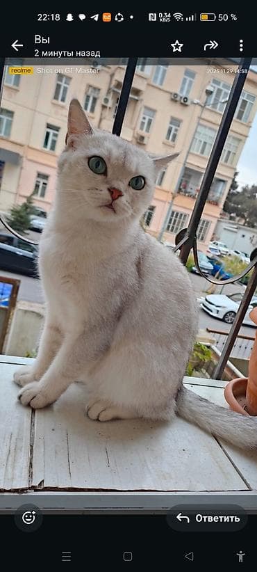 heyvanlar: Britan — 5