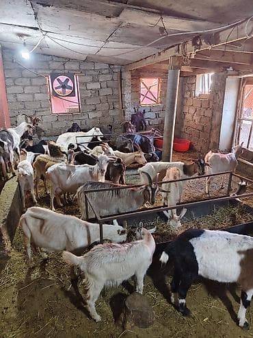 kecı: Heyvandarlıq üçün keçilər sürüsü - Növlər: müxtəlif rəng və cinsli — 6