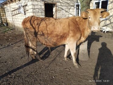 Куры: 4 Qarına 8 aylıq bogazdi sakit fağir Maldi tezə doğanda 10 litr süd — 1