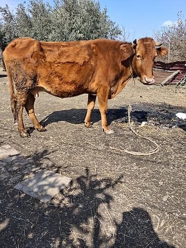 Camış: Dişi, il: 6, Damazlıq — 3