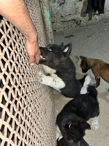 it satislari: Akita-inu — 8