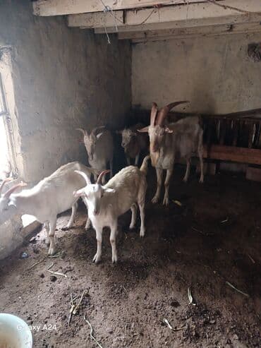 sort keciler: Qoyun-quzu deyil, saf keçi sürüsü təqdim olunur. - Növ: Yerli — 2