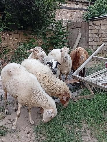 qoyun derisi: Qoyun sürüsü – 6 baş - Cins: yerli qarışıqlar (ağ, qəhvəyi və alaca — 1