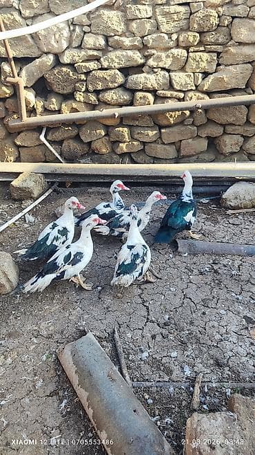 Lal ördəkləri 6 dənə Bakı şəhəri Nardaran qəsəbəsi istəyən olsa