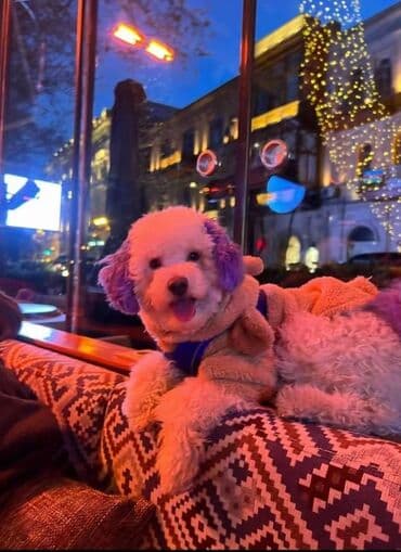 Pudel, 2 ay, Dişi, Peyvəndli, Ödənişli çatdırılma