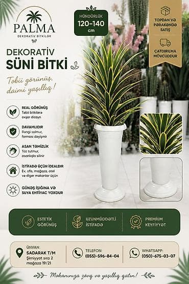 gullərin satışı: 🌿 PALMA – dekorativ bitkilər Evinizə, ofisinizə və digər məkanlara — 1