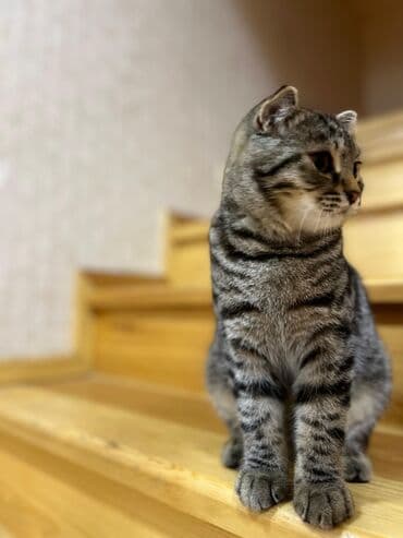 вислоухий сиамский кот: Шотладская вислоухая, Самец — 3