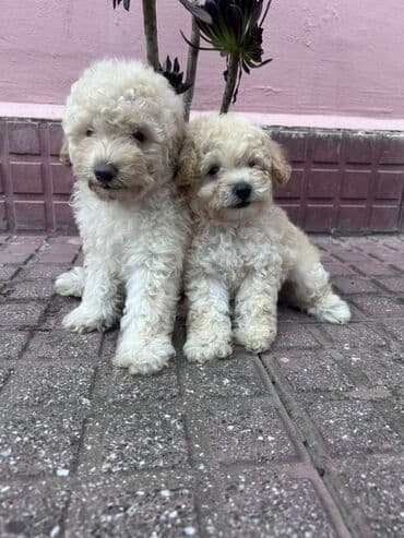где можно купить собаку мальтипу: Пудель, С прививками — 1