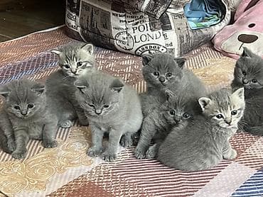 pisiy satisi: Britan, Dişi, Erkək, Yaxşı əllərə, Ünvandan götürmə — 3