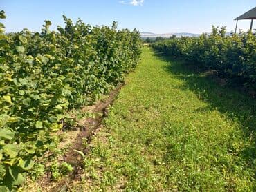 купить дом в баку хырдалан: 27 соток, Для сельского хозяйства, Собственник, Купчая, Техпаспорт — 10