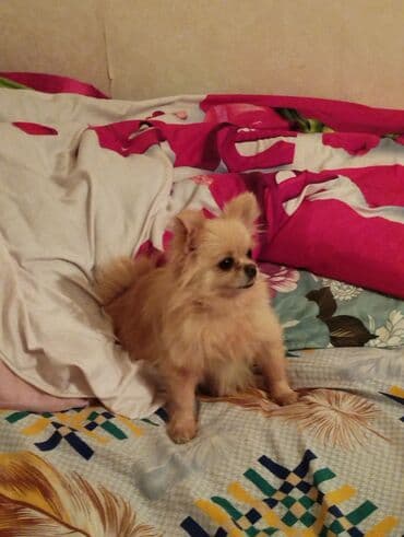 peleng sekili: Şpitz — 2