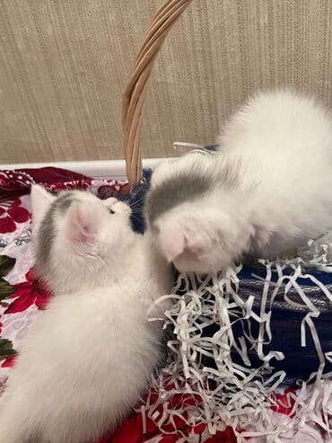 1 azn pişik: Şotland — 3