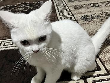 pişik pişik: Şotland yastı qulaq — 3