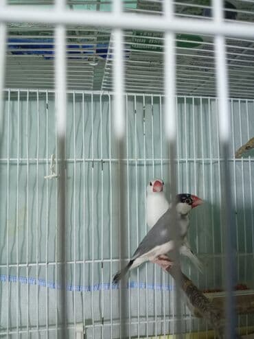 Hazr cüt bala verən risovıy amadin, erkəyi çox gözəl oxuyuryuva lalafo.az -da Hazr cüt bala verən risovıy amadin, erkəyi çox gözəl oxuyuryuva