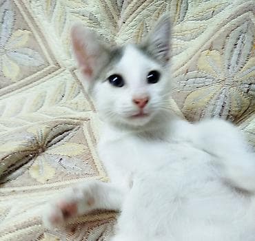 heyvanlar: Отдам в добрые руки очаровательного котёнка от домашней кошечки — 1