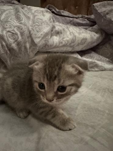 balaca itler satilir: Şotland yastı qulaq — 1