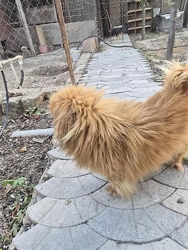 Heyvanlar: Pekines, 1 ay, Erkek, Peyvəndli, Ünvandan götürmə — 4