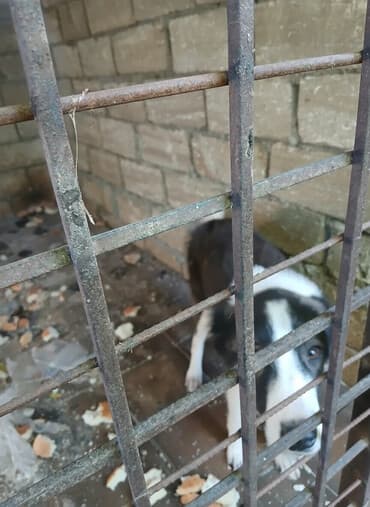 zvanok itler: Qurdbasar it 8 ayliq, 50 azn — 1