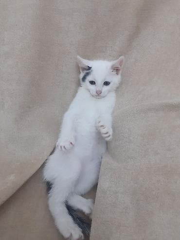 shotland pisik: Erkək, Yaxşı əllərə — 3