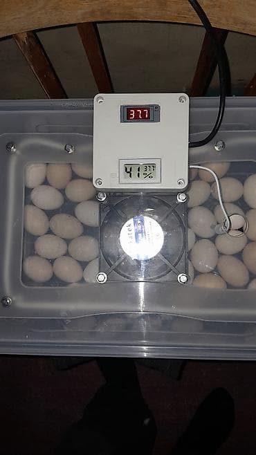 İnkubatorlar: Yumurta inkubatoru – termostatlı, rütubət ölçerli və ventilyatorlu — 1