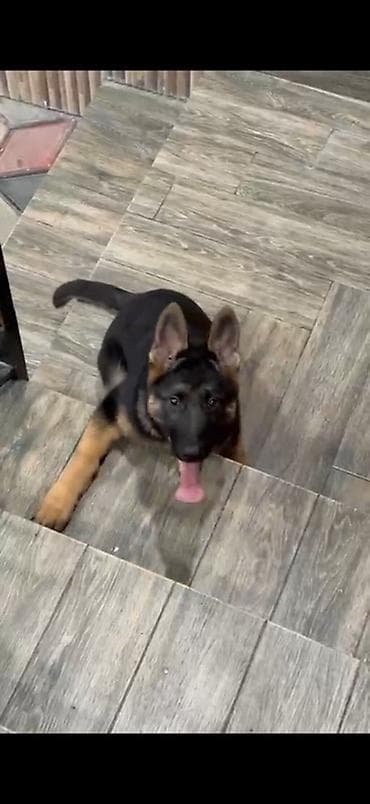 itler balaca: Alman çoban iti, 4 ay, Dişi, Peyvəndli, Ünvandan götürmə — 3