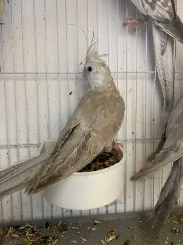 papuqay yumurtadan necə gune cixir: 4 ayliq yanaqsiz erkey bala,oxuyur. Növ: Nimfa papuqayı (Cockatiel) — 2