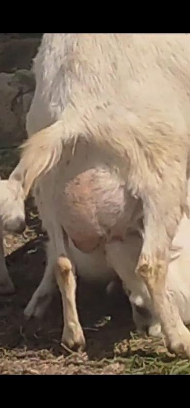 yerli keci: Sanen keçiləri tam sağlam təmiz saf qan sayları 2 təkə 9 dişi 6 sı — 4