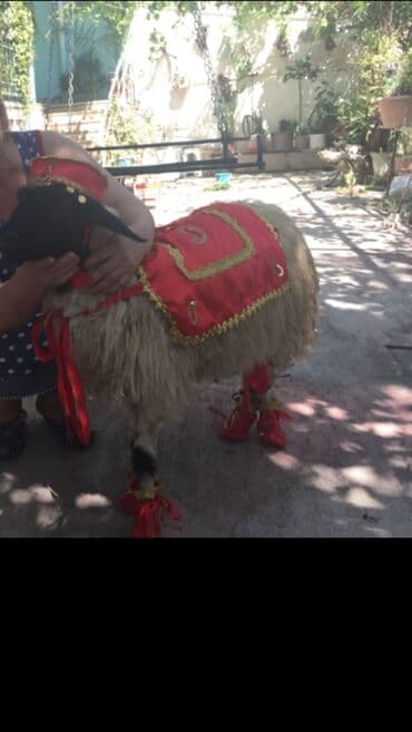 qoyun əti qiyməti: Qurban bayramında nişanlı qıza gedəcək qurbanlıq qoyun üçün geyim — 1
