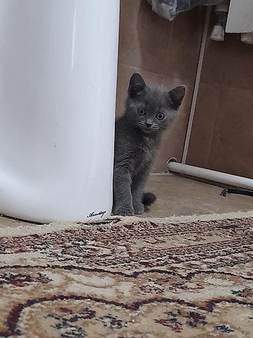 benqal pisik: Şotland, Erkək, Yaxşı əllərə — 3