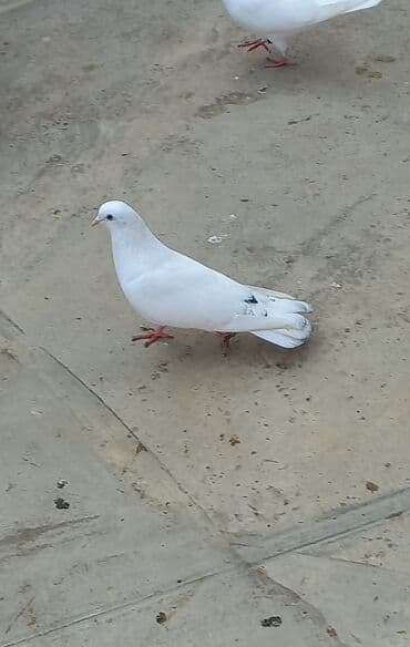 goyərcin evi: Erkeydi — 1