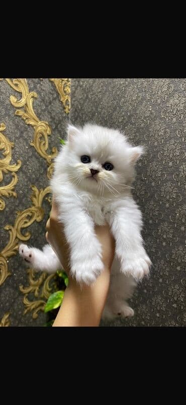 сколько стоит котенок: Британская — 1