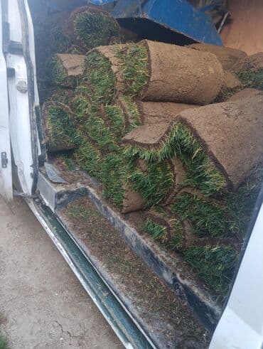 göbələk toxumu satişi: Qazon çatrlma qurasdrma
#qazon
qazonsatişi
#qachon
#qazon — 7