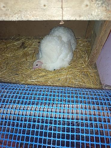 Digər heyvanlar: Dişi, Damazlıq — 2