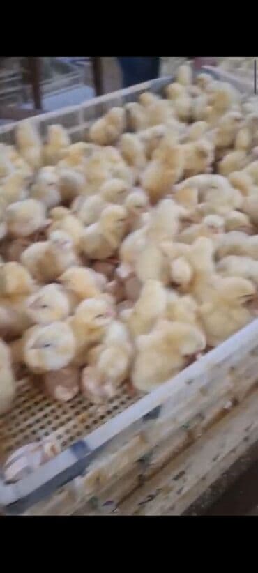 Ot doğrayan aparatlar: Azərbaycan, Azərbaycan dilində təlimat — 5