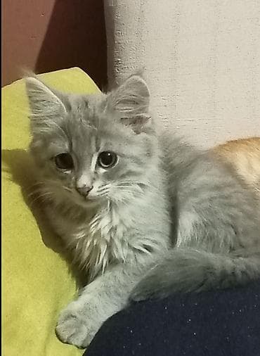 cutlesme pisik: Sibir, Erkək, Ünvandan götürmə — 1