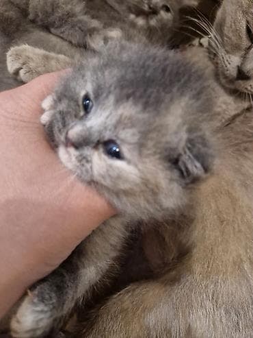 syam pişik: Boz tüklü balaca pişik balası - Cins: uzun tüklü, yumru üz quruluşlu — 8