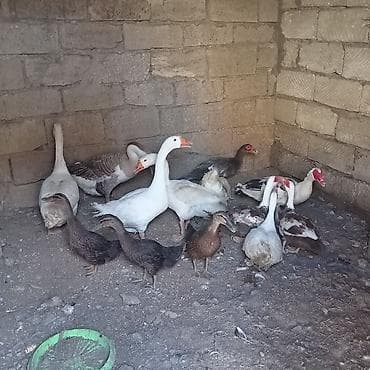 pekin ördək: 4 dənə qaz 3 dişi 1 erkey 6dene lal ordey 4disi 2 erkey 3 dənə — 1