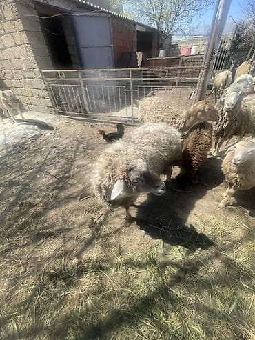 keci aliram: Qoyun və Keçi — təsərrüfat heyvanları - Növ: yerli qoyunlar və uzun — 5